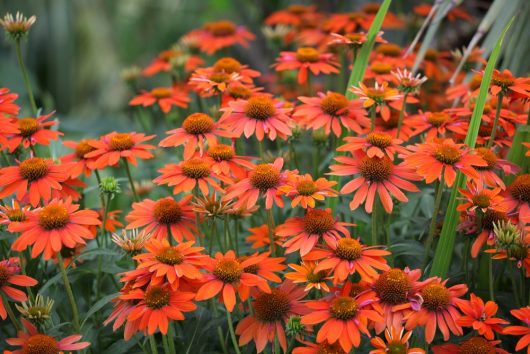 The Echinacea Sunseekers® 'White Perfection' blooms with stunning white flowers and distinctive cone-shaped centers among lush green leaves.