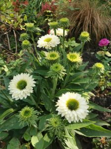 White and green coneflowers, along with the vibrant Echinacea Sombrero 'Hot Coral' Coneflower in a 6" pot, flourish with lush foliage in a garden setting.