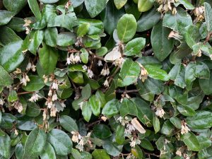 The Elaeagnus 'Silverberry' in a 13" pot is lush with green foliage and dotted with small, white bell-shaped flowers.