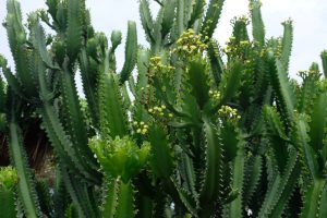 A cluster of tall, green Euphorbia eritrea 'Cowboy Cactus' in a 7" pot, with jagged edges and small yellow flowers, sits majestically against a cloudy sky.