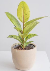 Ficus 'Shivereana' Variegated Rubber Fig with green leaves and brown speckles sits in a beige ceramic pot on a white surface.