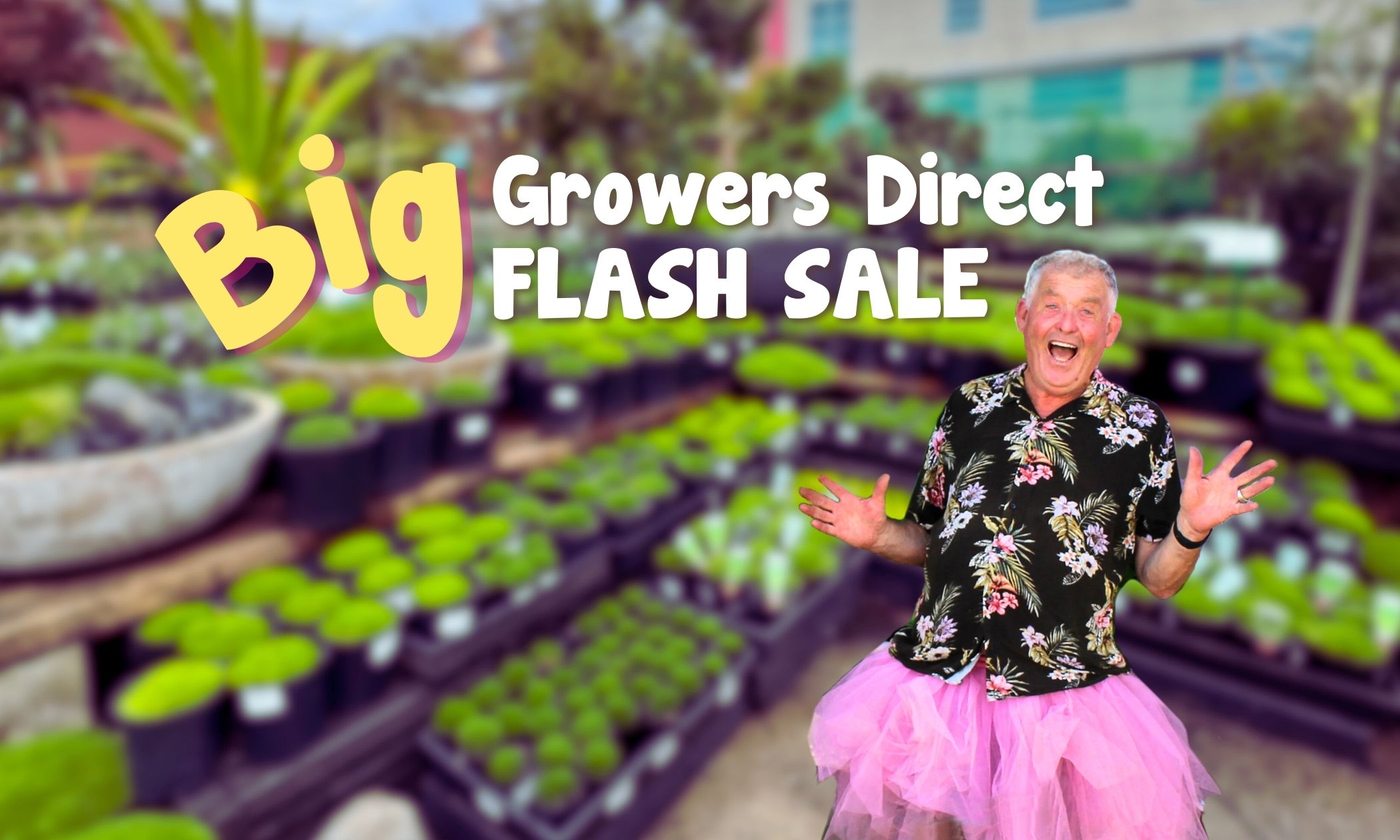 A joyful elderly man in a floral shirt and pink tutu stands in a garden center. Text reads "Big Growers Direct Summer Plant Sale.