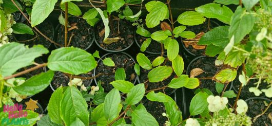 Top view of multiple small potted plants in 6" pots with green leaves and white flowers, arranged closely together. The charming Hydrangea 'Kyushu' 6" Pot (Freshly Potted) adds a touch of elegance among them.