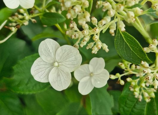 The Hydrangea 'Kyushu' 6" Pot features white blooms with clusters of small buds, surrounded by lush green leaves, in a charming arrangement.