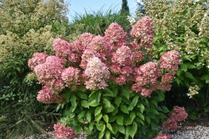 Hydrangea 'Hercules' in an 8" pot boasts lush green foliage adorned with blooms of pink and white, ideal for garden settings or display.