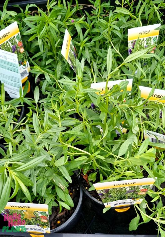 Hyssop 4" Pot plants, boasting vibrant green leaves, are neatly arranged with descriptive labels at the garden center.