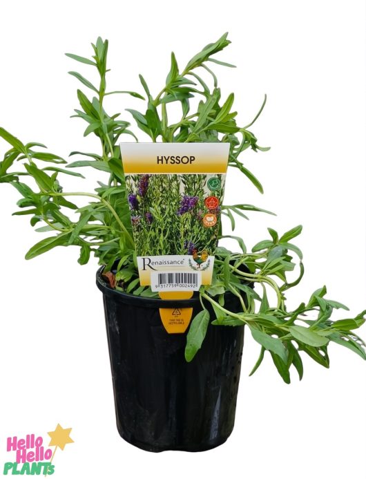 The Hyssop 4" Pot features vibrant green leaves and comes in a 4" pot. Its label, displaying the plant in full bloom, makes it a charming addition to any herbal collection.