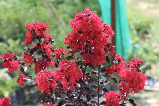 The Lagerstroemia 'Grande Red™' Crepe Myrtle in an 8" pot displays striking bright red flowers and dark leaves, creating a vibrant contrast against a blurred green and blue background—perfect for adding color to your garden.