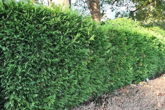 A dense, green hedge with a few Cupressus 'Leighton Green' Conifer trees from the 8" Pot Growers Flash Sale peeking through in the background, basking under sunlight.