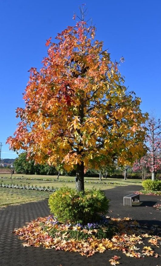 A stunning Liquidambar 'Palo Alto' Sweetgum in an 8" pot displays its vibrant autumn hues along a paved pathway, adorned with fallen leaves and a nearby bench under the clear blue sky.