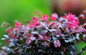 Close-up of a flourishing Loropetalum plant with red flowers and dark leaves, covered in glistening water droplets, against a blurred green garden background.