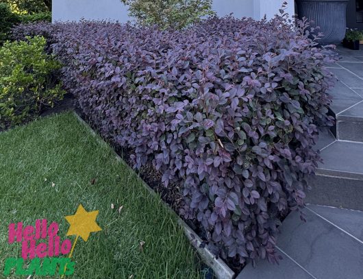 A dense hedge of Loropetalum 'Plum Gorgeous' PBR from a 10" pot, on sale now, with stunning purple leaves borders the lawn area next to a building. A star and "Hello Hello Plants" are in the lower left corner.