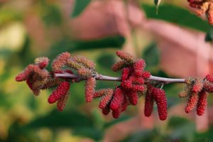 A vibrant red staghorn sumac cluster on a branch evokes the hues of a Morus 'King White Shahtoot' Mulberry 13" Pot, set against a softly blurred green and brown backdrop.