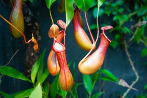 Close-up of Nepenthes 'Tropical Pitcher Plants' in a 3" pot, displaying elongated, bulbous red and green pitchers hanging from lush foliage.