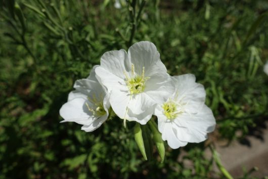 Close-up of three blossoms from the Oenothera 'Pink' Evening Primrose, featuring green stamens, set against a backdrop of blurred foliage.