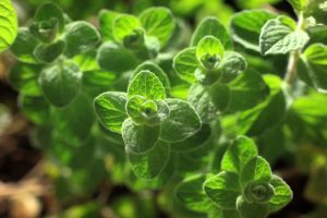 The Oregano 'Zaatar' in a 4" pot features vibrant green leaves with a striking texture and visible veins, catching sunlight for an aromatic touch.