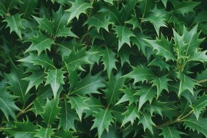 Close-up of a dense cluster of green leaves from the Osmanthus 'Upright' False Holly 6" Pot, featuring sharp, pointed edges.