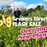 A person stands amidst lush greenery at a garden center, cradling a vibrant plant. The scene is set against a backdrop of towering trees. Text reads: "Don't miss the Growers Direct Flash Sale: Over 100 New Plants!.