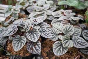 Close-up of small, heart-shaped Peperomia 'Silver Ripple' plants with dark green, textured leaves in 5" pots on a bed of mulch.