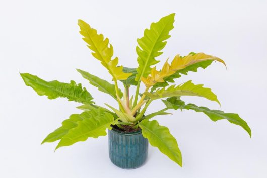 A Philodendron 'Ring of Fire' in a 5" pot, featuring glossy, wavy-edged green leaves, is displayed against a plain white backdrop.