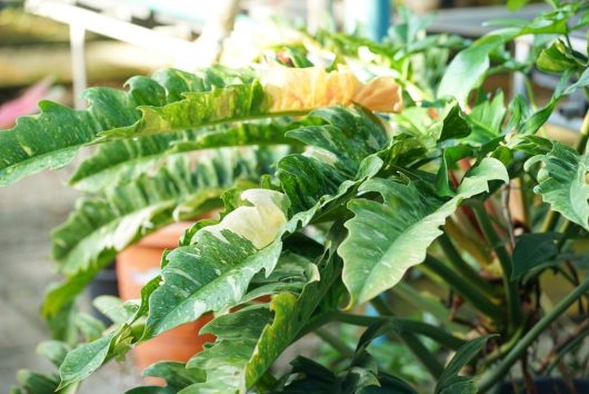 A close-up of Philodendron 'Ring of Fire,' with large, wavy leaves and partial sunlight. It thrives in an orange container simulating a 5" pot size, while various other plants glow in the background.