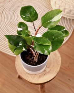 The elegant Philodendron 'White Knight' in a 5" pot graces its spot on a stool, surrounded by a circular woven rug on the wooden floor, showcasing its glossy green leaves.