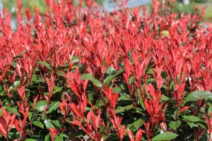 The Photinia 'Red Robin' boasts bright red leaves and dark green foliage, thriving densely in sunlight. Ideal for anyone seeking a striking garden addition.