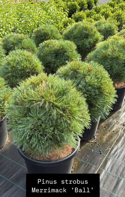 Pinus 'Merrimack' Dwarf Eastern Pine in 13" pots are neatly lined on black ground cover, each resembling a perfect topiary ball.