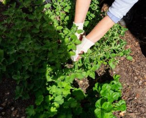 Person wearing gloves, tending to green leafy plants in a garden with soil and mulch.