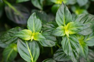 Close-up of green leaves with pointed tips and yellowish centers, arranged in a dense cluster, showing prominent veins and glossy surface.