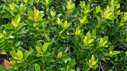 Glossy-leaved lush green shrubs densely fill the frame. Among the foliage, small buds of Rhaphiolepis 'Snow Maiden' Indian Hawthorn 6" Pot peek through gracefully.