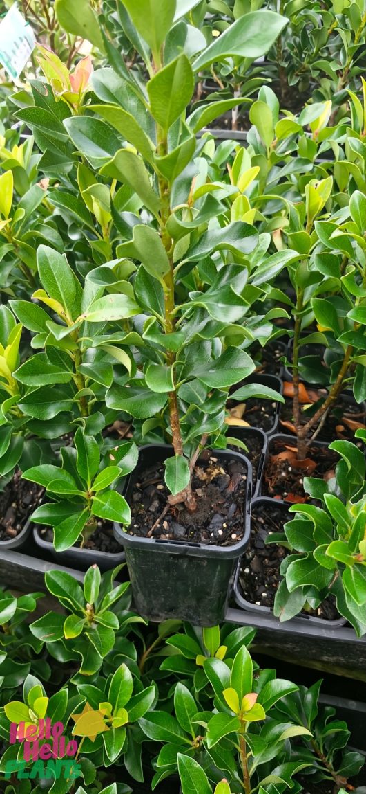 Rows of small green Rhaphiolepis 'Snow Maiden' Indian Hawthorn plants are displayed with bushy leaves and visible roots in plastic containers. A "Hello Hello" logo at the bottom left corner adds a welcoming touch to this vibrant display.