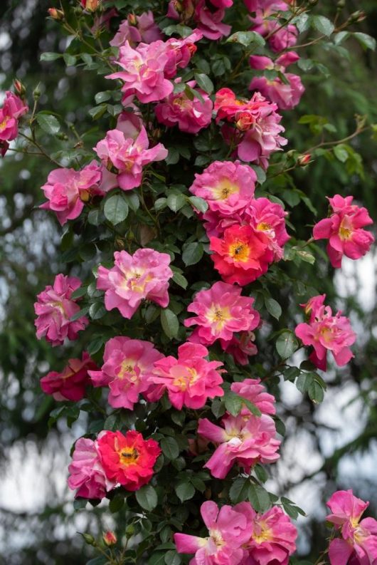 A cluster of vibrant pink Rose 'Anita's' Climber blooms on a vine against lush green foliage.