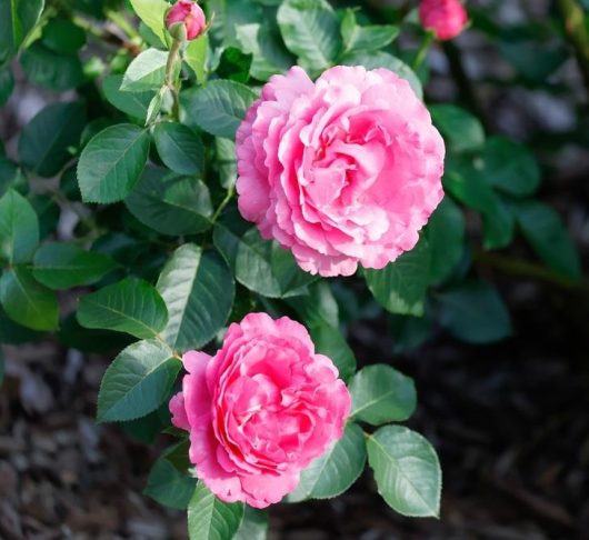 Two 'Belle de Bom' rose bushes in full bloom, their pink petals contrasting beautifully with lush green leaves, set against a serene natural outdoor backdrop.