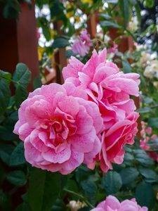 Close-up of vibrant pink Rose 'Black Caviar™' Bush Form in full bloom, with rich green leaves set against a wooden fence.