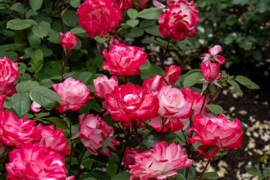 The Rose 'Black Caviar™' Bush Form boasts delicate pink and white blooms, elegantly framed by rich green leaves.