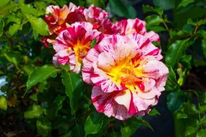 Close-up of the vibrant Rose 'Claude Monet' Bush Form, featuring speckled pink and yellow petals surrounded by lush green leaves basking in sunlight.