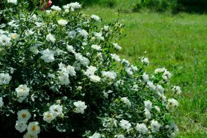 A lush bush with numerous white roses in full bloom, set against a background of green grass.