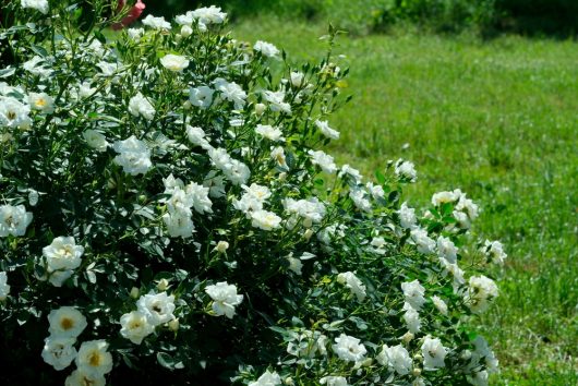 A lush bush with numerous white roses in full bloom, set against a background of green grass.