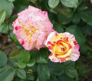 Two 'Black Caviar™' roses, featuring pink and yellow variegated petals reminiscent of the Amnesty International Rose, bloom amid green leaves.