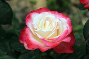 The Rose 'Black Caviar™' Bush Form showcases exquisite blooms, with petals in a pristine white trimmed delicately with pink hues, all cradled by vibrant green leaves.