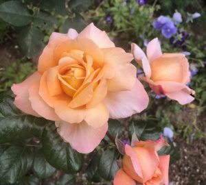 Close-up of peach-colored roses from the Rose 'Cybelle™' Bush Form (Copy) in bloom, surrounded by lush green leaves and a hint of purple flowers in the background.