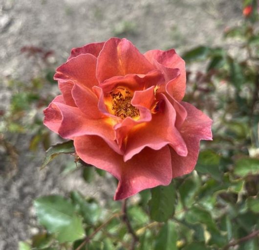 A Rose 'Desert Glow' Climber, showcasing its red and orange petals among green leaves, captured in natural light.