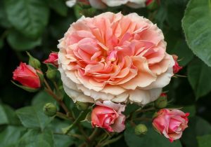 A large, blooming 'Black Caviar™' rose bush, in a peach hue, is surrounded by smaller rosebuds and lush green leaves.