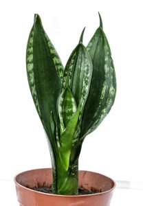 An 8″ potted Sansevieria suberba Variegated, commonly known as a snake plant, with dark green upright leaves and subtle light green stripes.