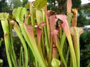 Sarracenias 'Pitcher Plants' showcase vibrant green and red hues with tall tubular leaves, thriving in a natural setting. These captivating carnivorous plants excel in a 3" pot, preserving their unique beauty indoors or outdoors.