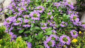 A dense cluster of Scaevola 'Purple' blooms vibrantly among green leaves in the garden bed, enhancing its beauty. Get it now in a 6" pot from the Growers Flash Sale!.