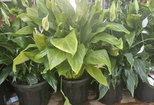 Three Spathiphyllum 'Sweet Romano' Peace Lilies in 10" pots are elegantly displayed on a wooden surface, showcasing their lush green leaves and white flowers.