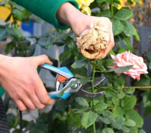 A person wearing a green jacket is pruning a dried rose with garden shears among healthy rose plants.