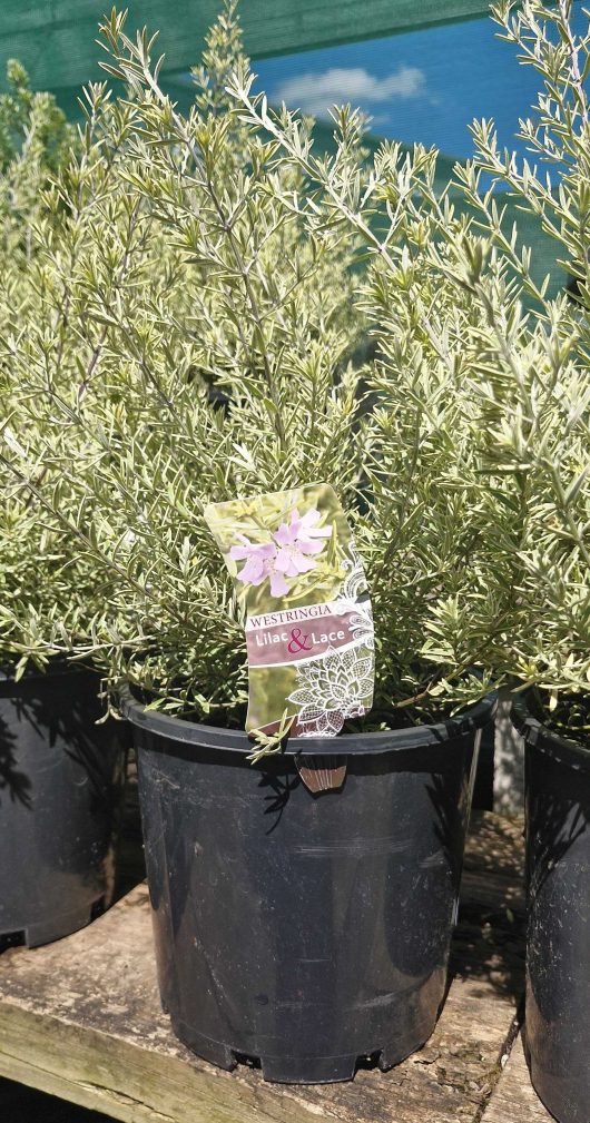 Westringia 'Lilac and Lace' 8" Pot plants, their vibrant green foliage shining under sunlight, come with a label resting on a wooden surface.